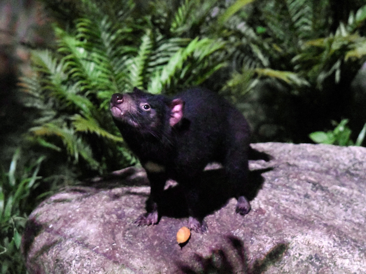 Tasmanian devil- Wallaby trail