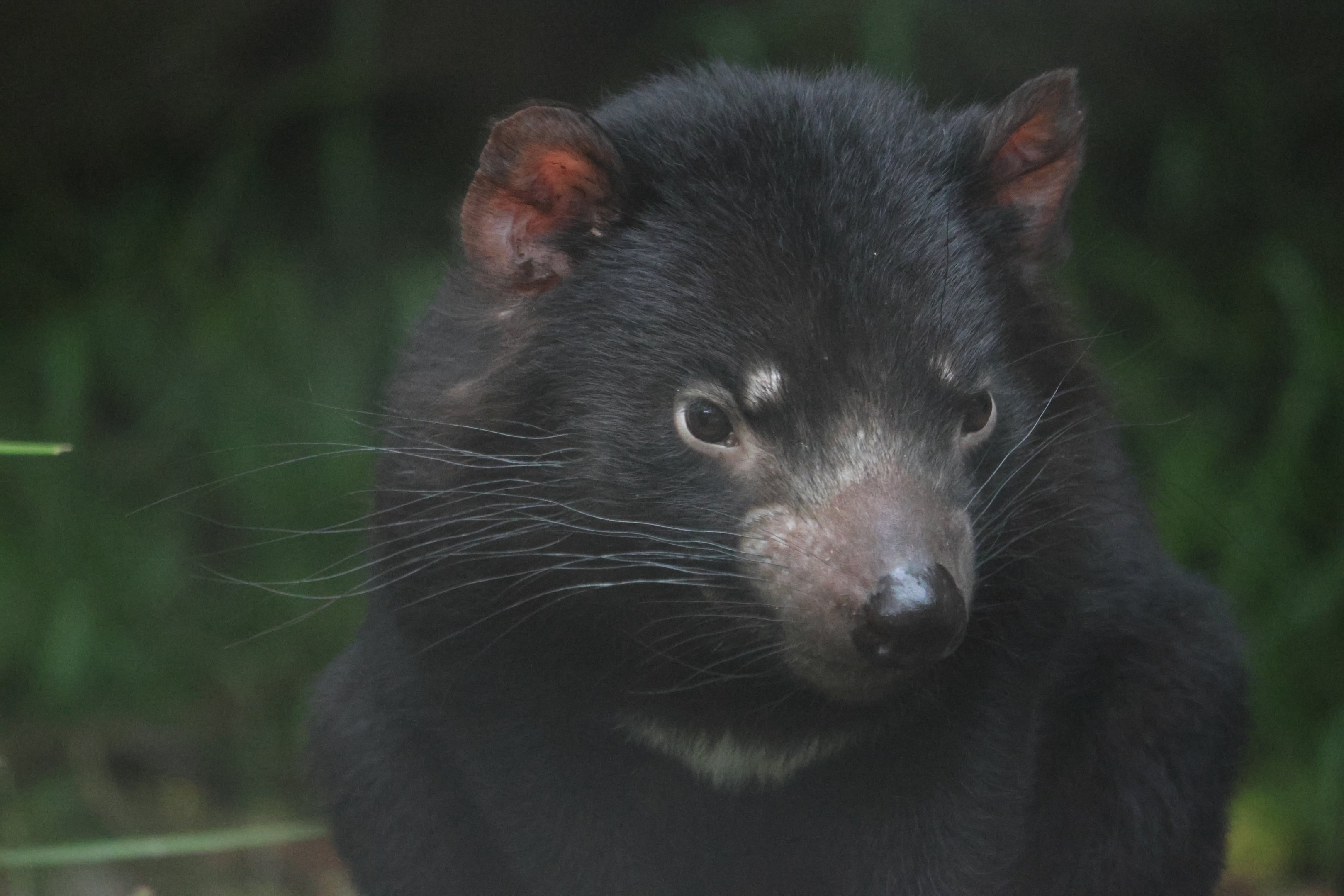 Tasmanian Devil + whiskers