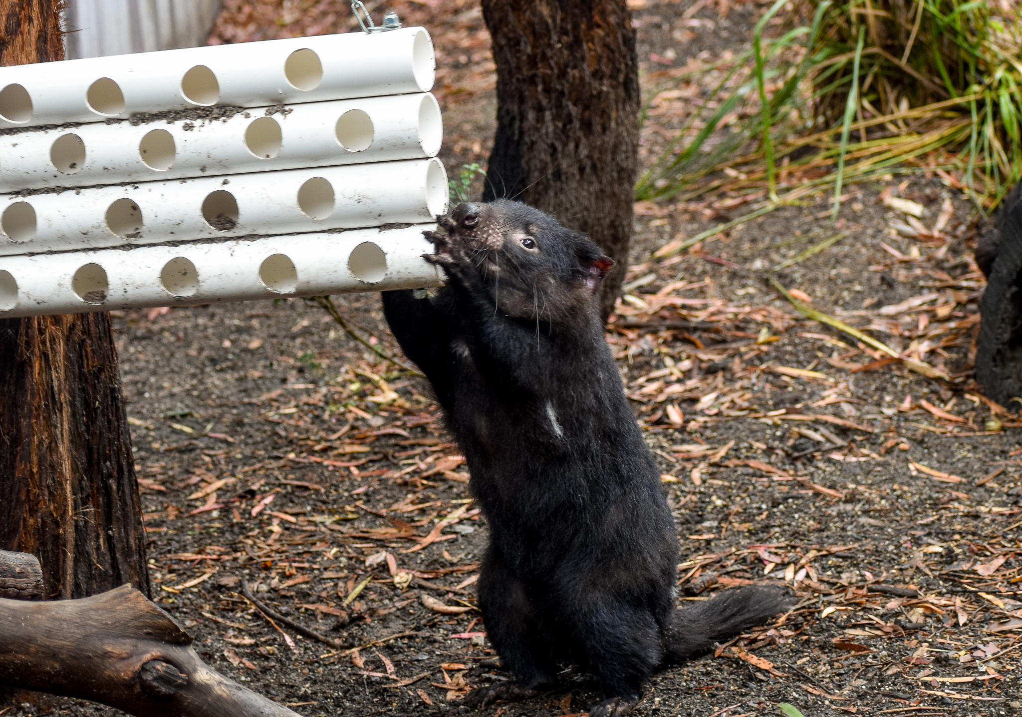 Tasmanian Devil with Enrichment Item