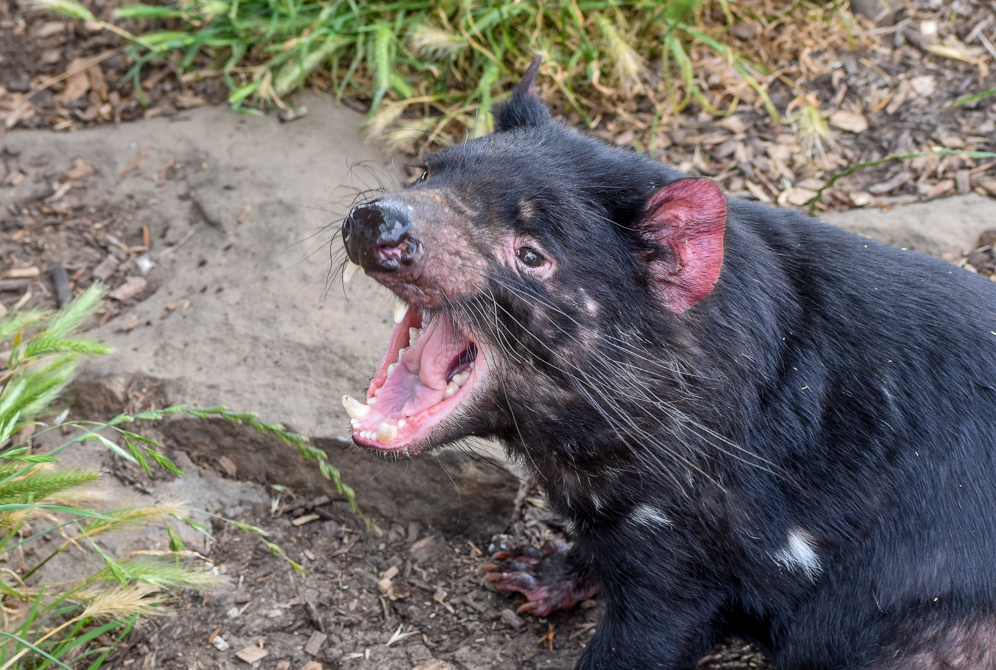 Tasmanian Devil Yawn