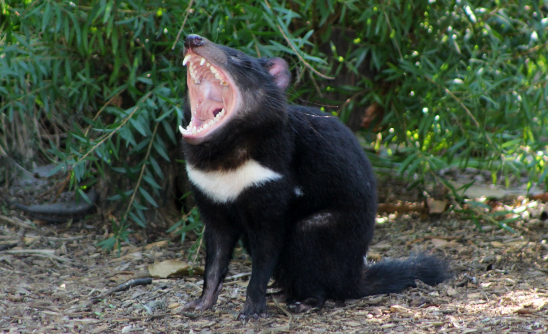 Tasmanian Devil Yawn