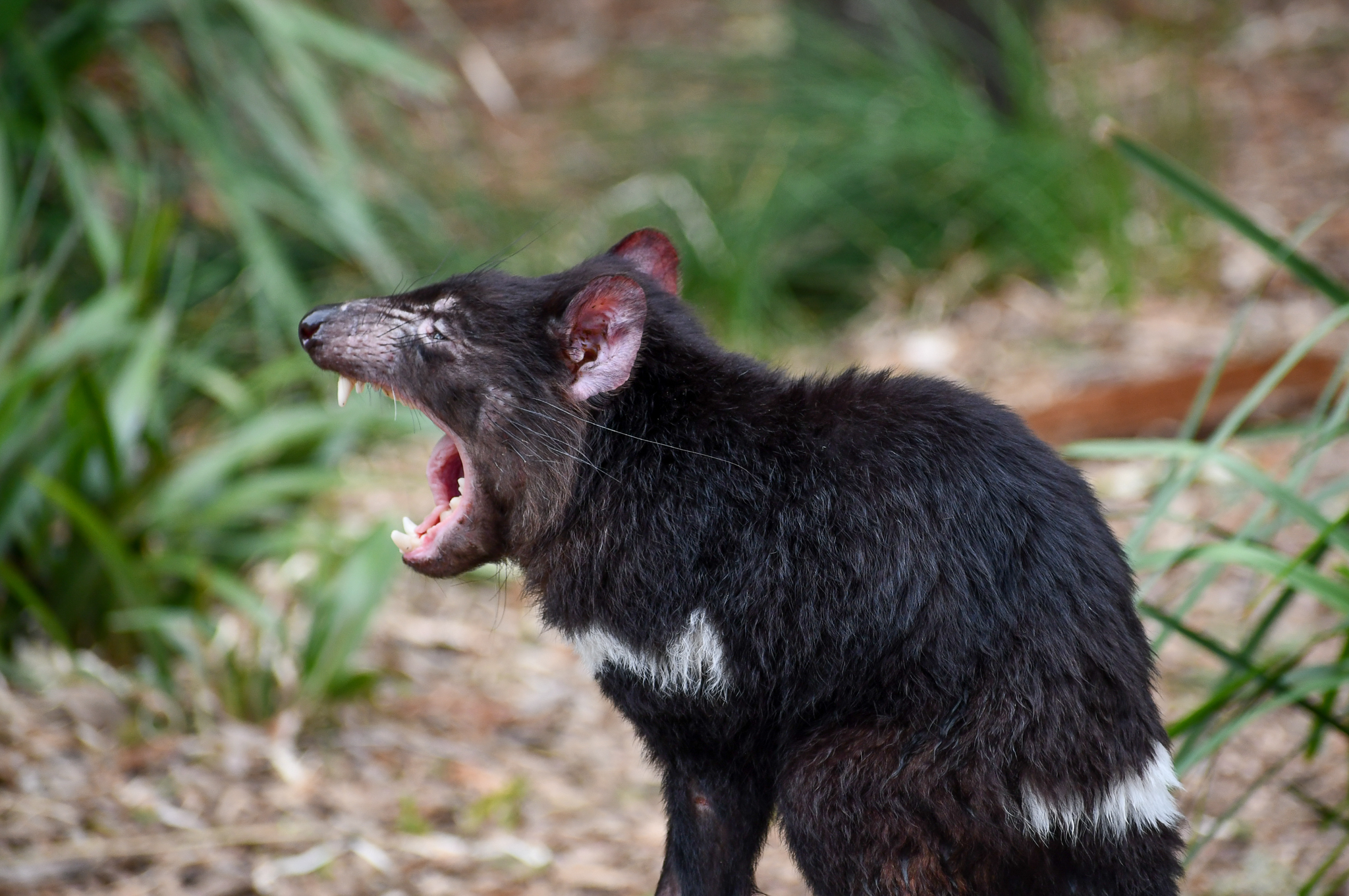 Tasmanian Devil yawn