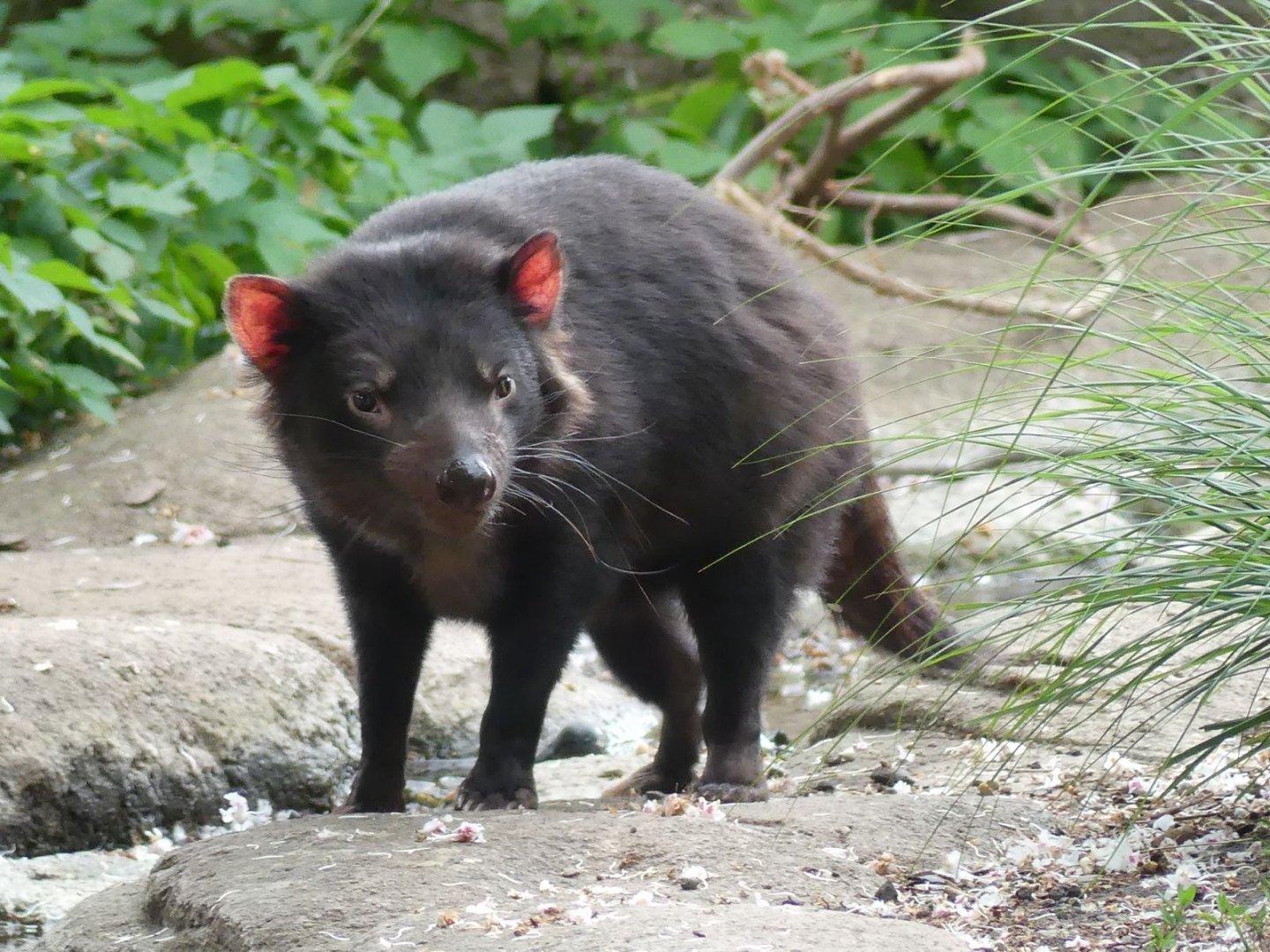 Tasmanian Devil - Zoo København - 26.05.25