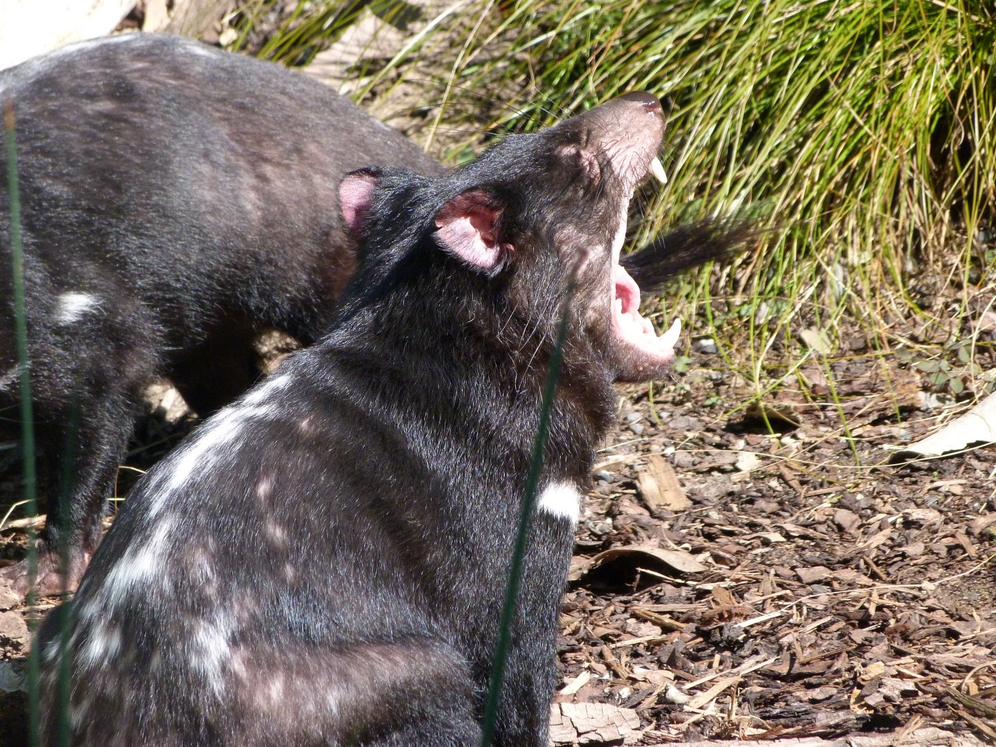 Tasmanian devil -Zoo Praha (2025)