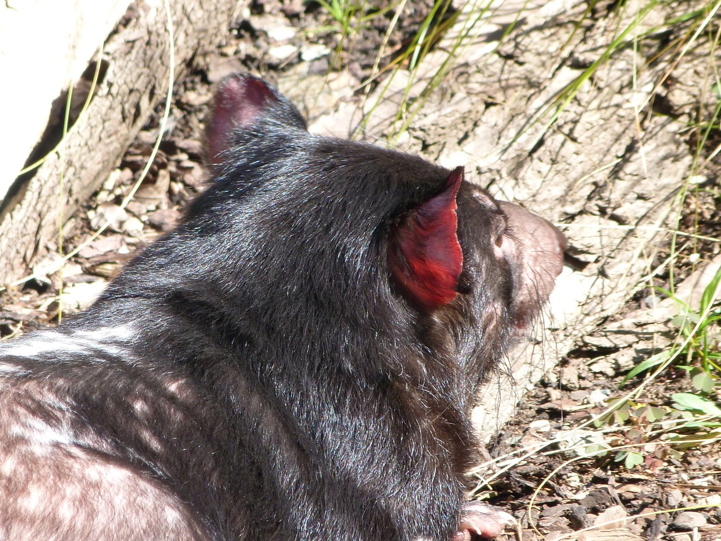 Tasmanian devil -Zoo Praha (2025)