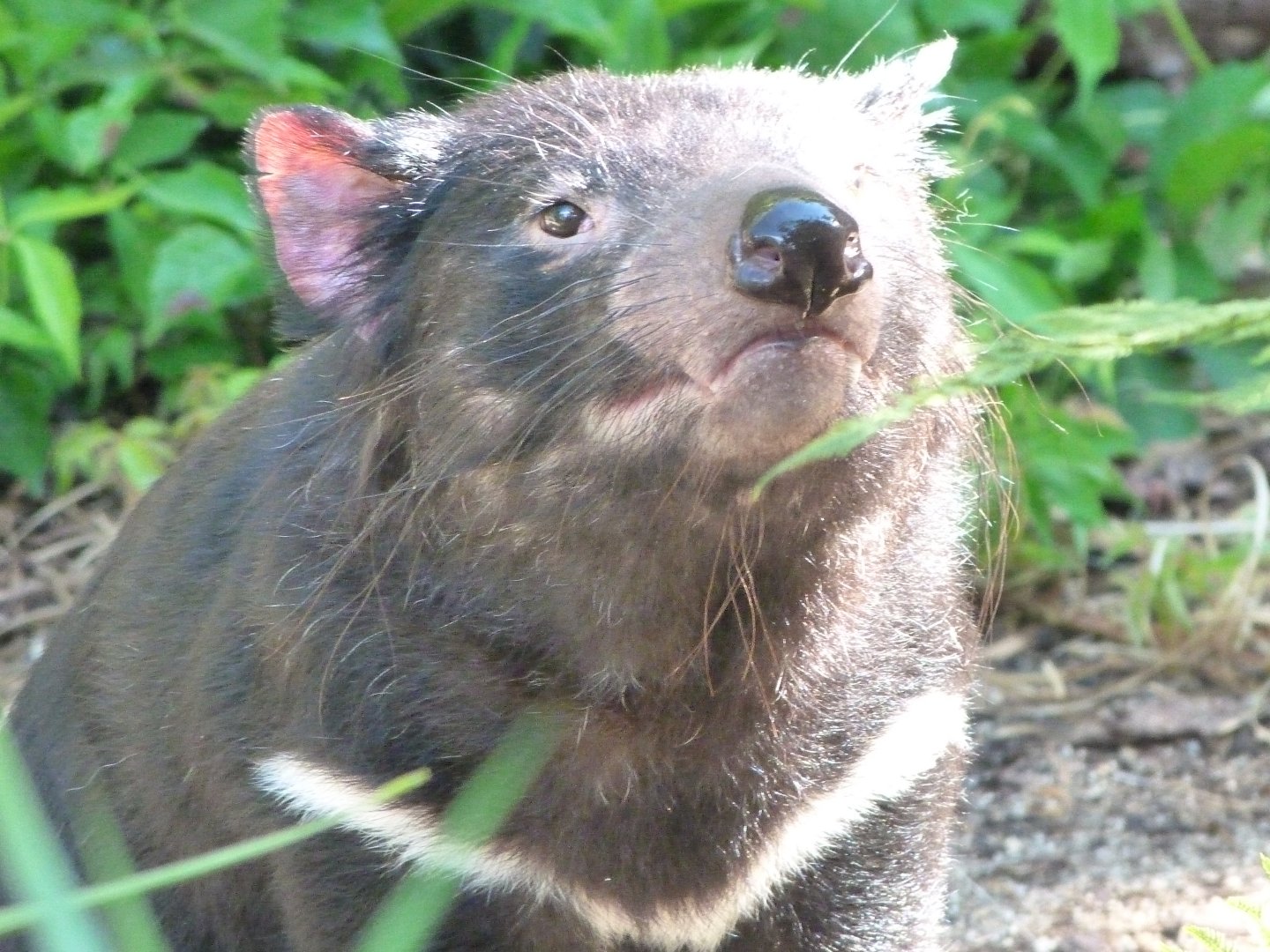 Tasmanian devil -Zoo Praha (2025)