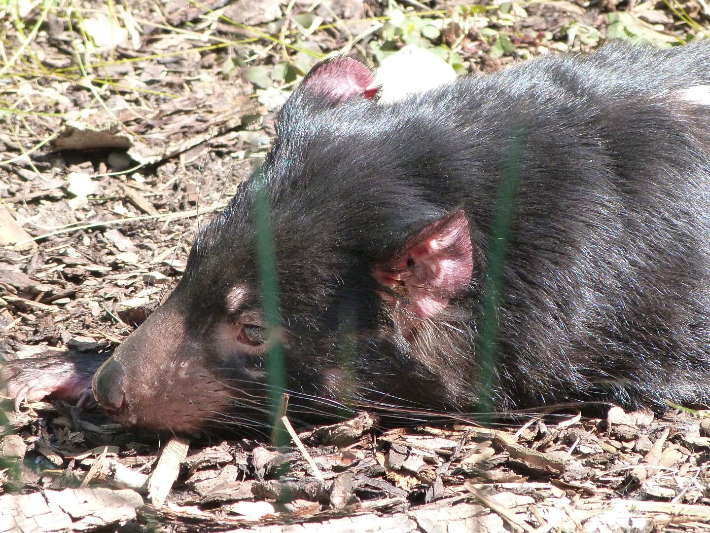 Tasmanian devil -Zoo Praha (2025)