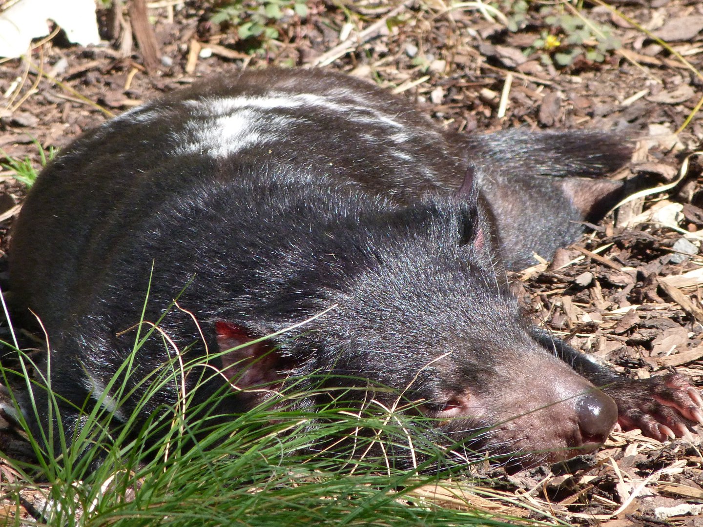 Tasmanian devil -Zoo Praha (2025)