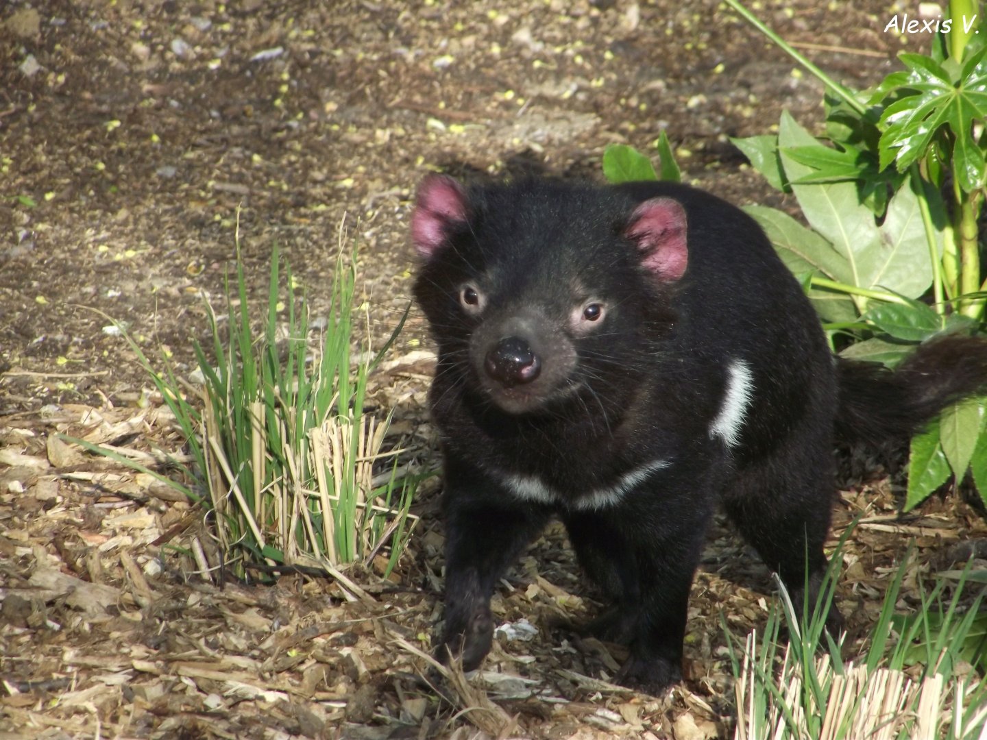Tasmanian Devil - Zooparc de Beauval - 04/2019