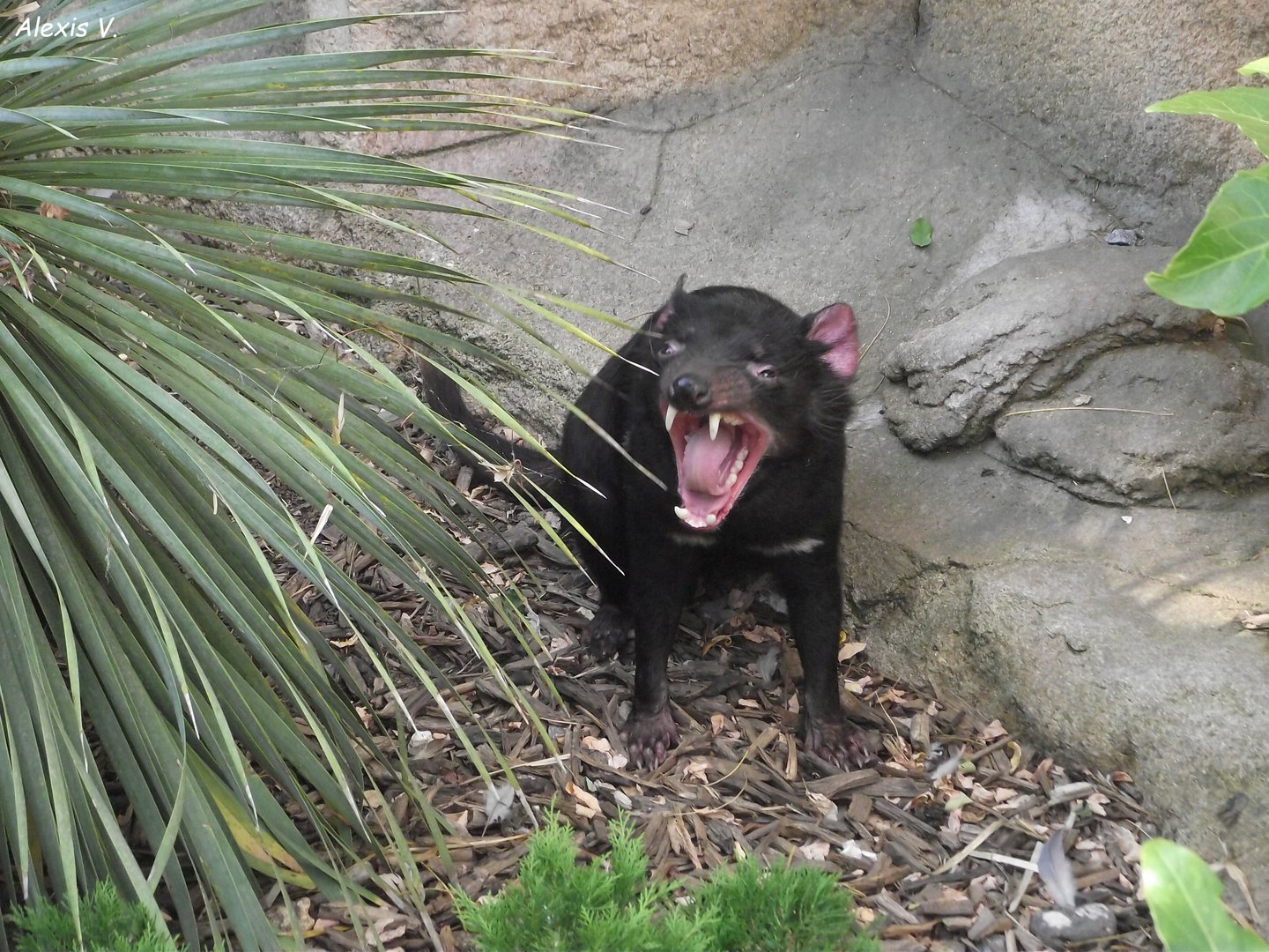 Tasmanian Devil - Zooparc de Beauval - 08/2021
