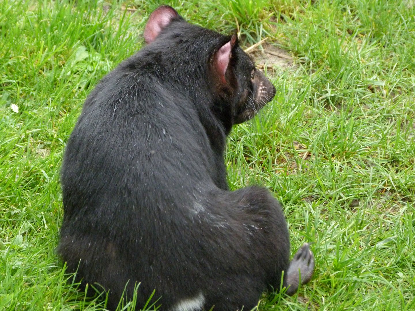 Tasmanian devil -ZooParc de Beauval (2025)