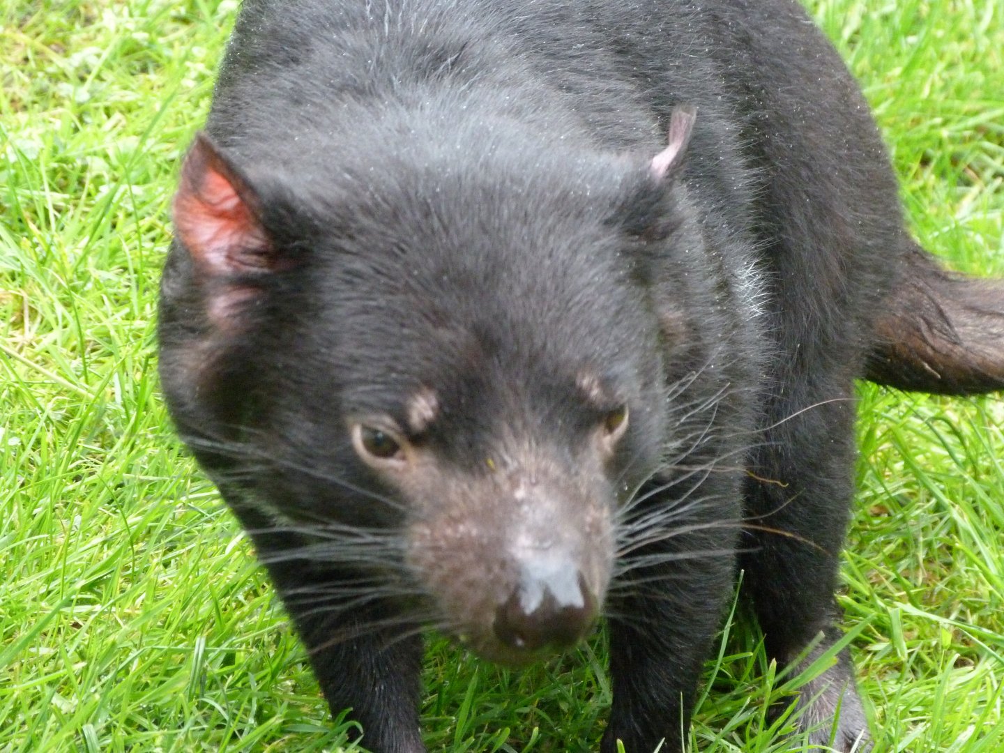 Tasmanian devil -ZooParc de Beauval (2025)