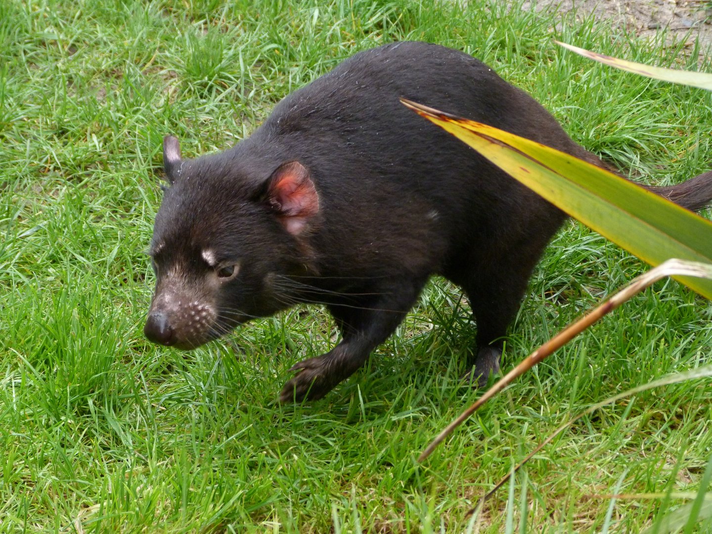 Tasmanian devil -ZooParc de Beauval (2025)