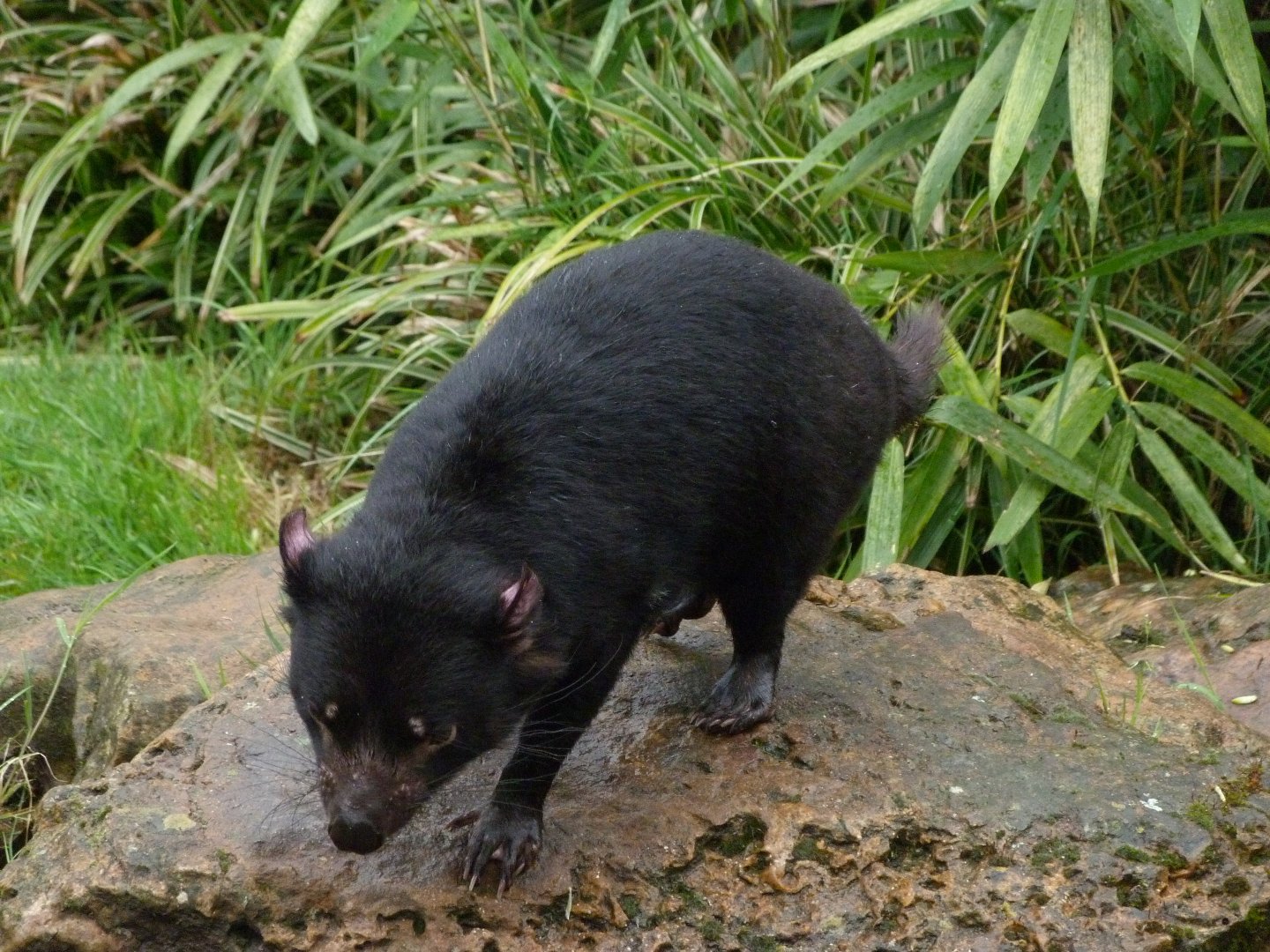 Tasmanian devil -ZooParc de Beauval (2025)