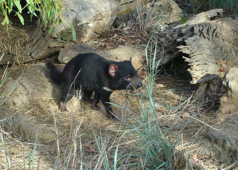 Tasmanian Devil