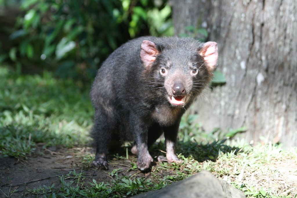 Tasmanian Devil
