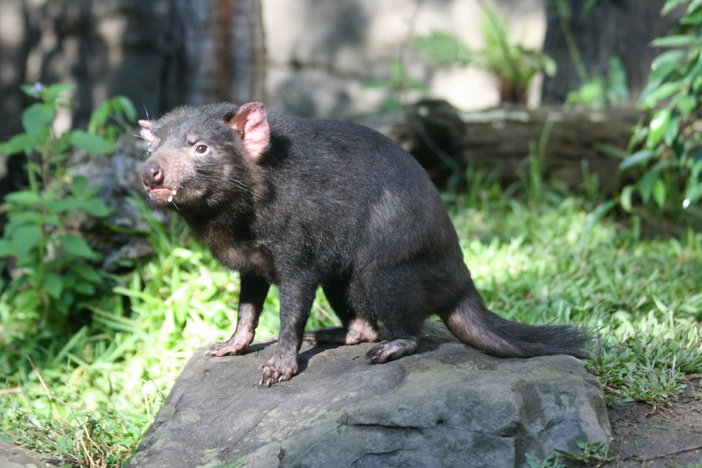 Tasmanian Devil