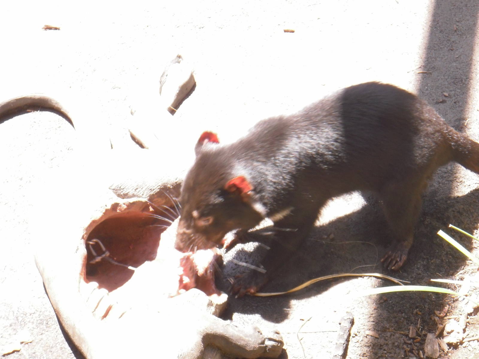 Tasmanian Devil