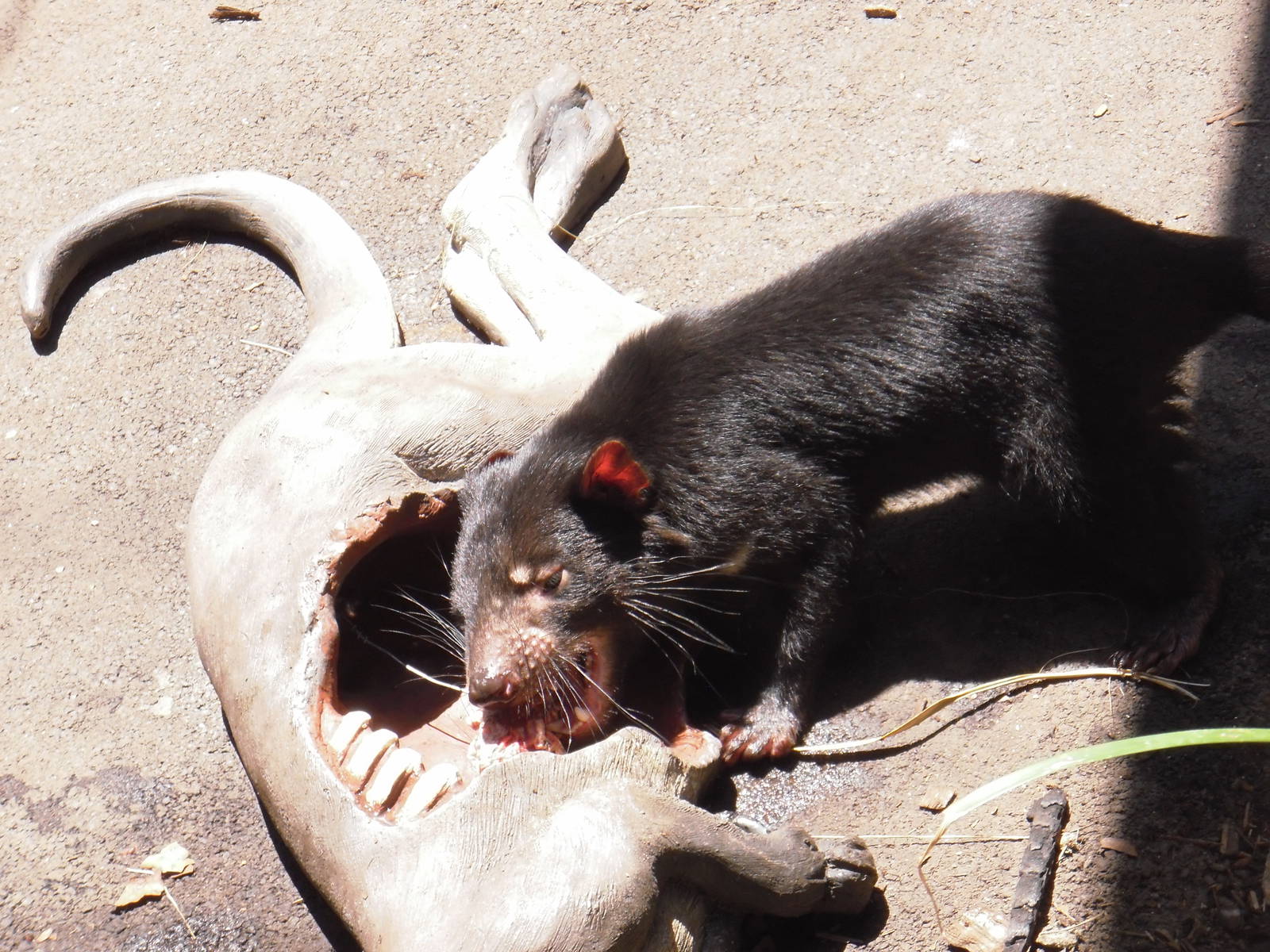 Tasmanian Devil
