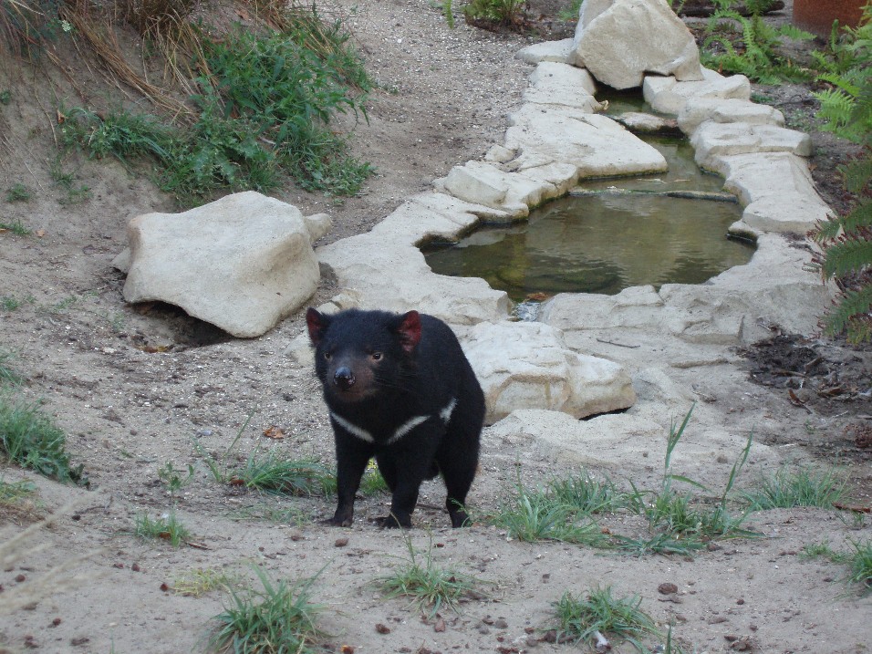 Tasmanian devil