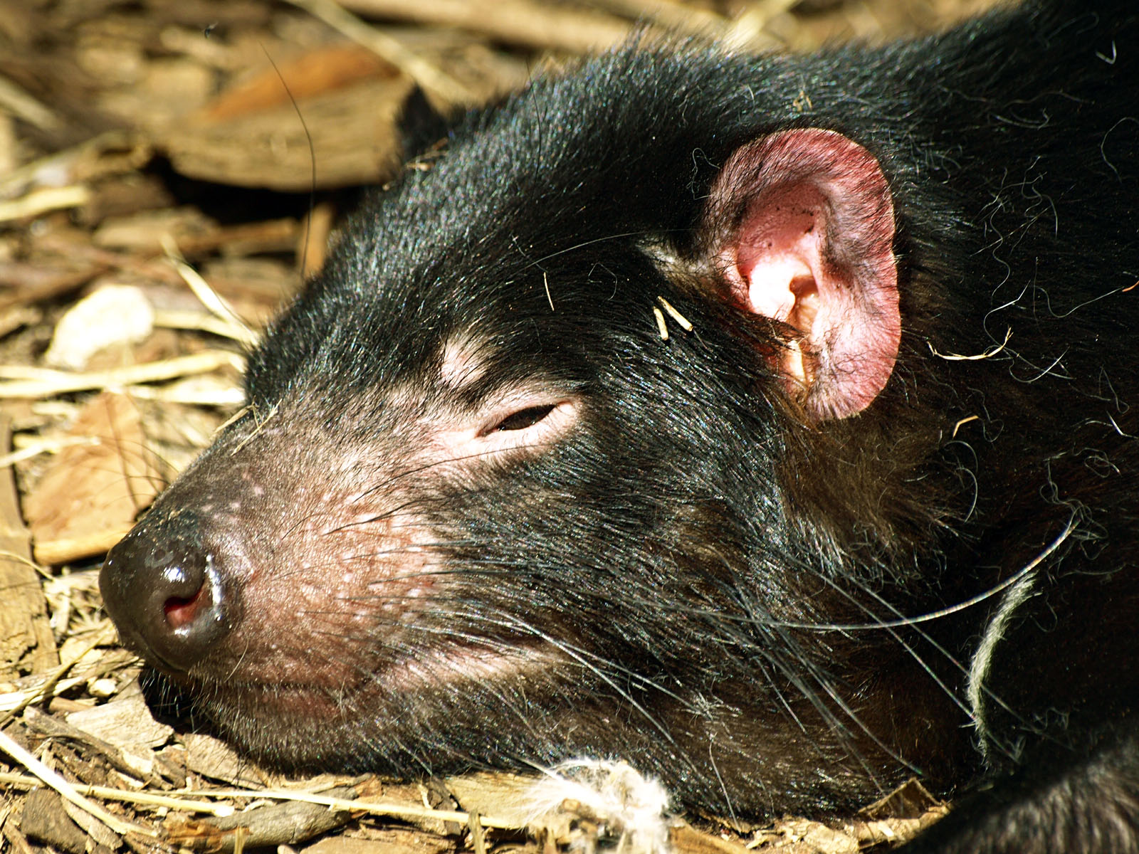 Tasmanian devil