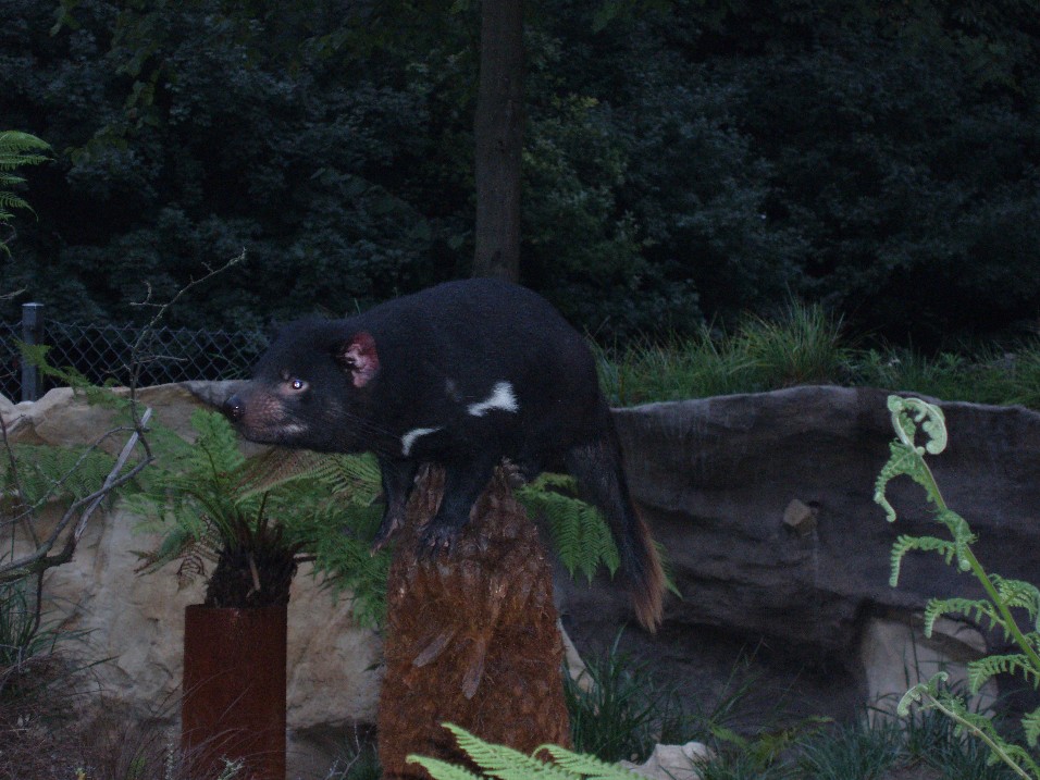 Tasmanian devil