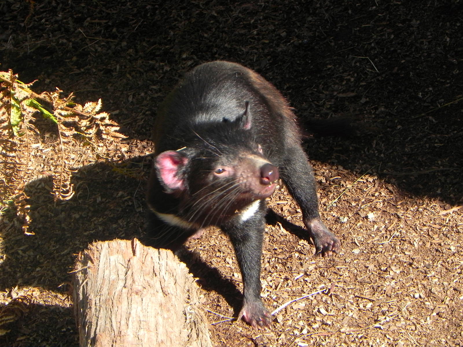 Tasmanian devil