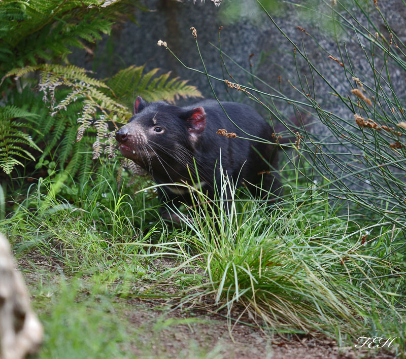 tasmanian devil