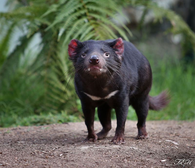 tasmanian devil