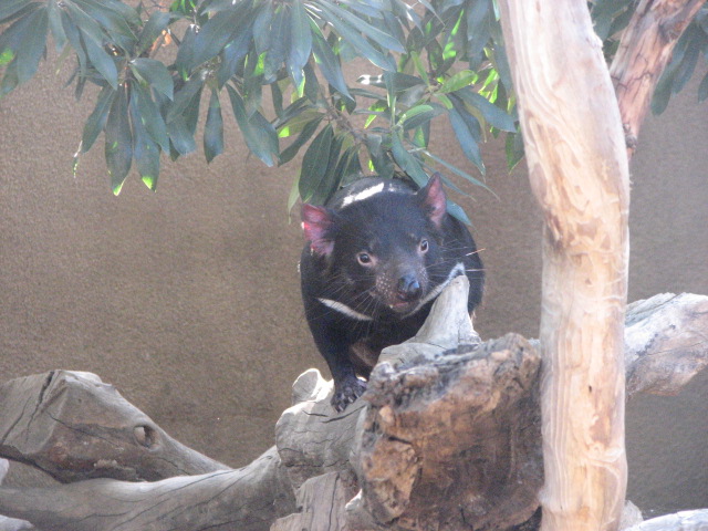 Tasmanian Devil