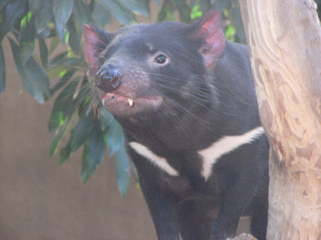 Tasmanian Devil