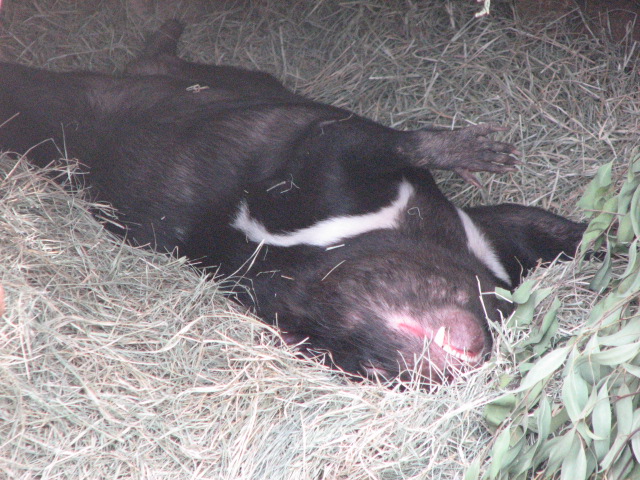 Tasmanian Devil