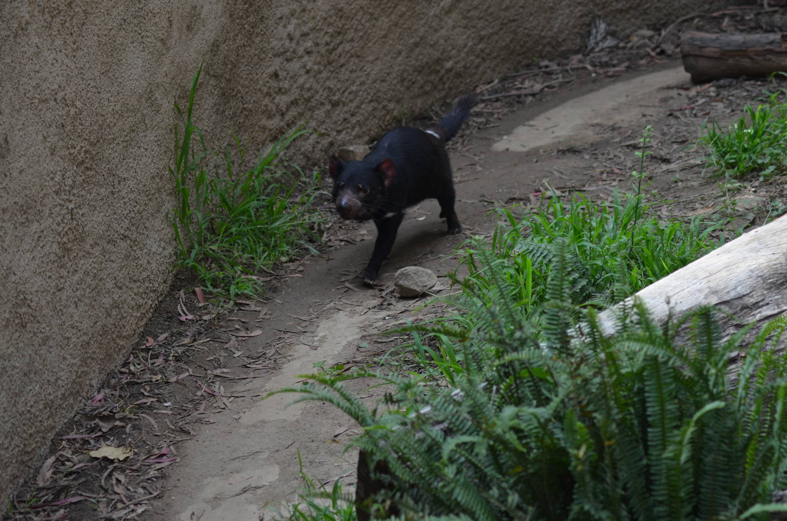 Tasmanian Devil