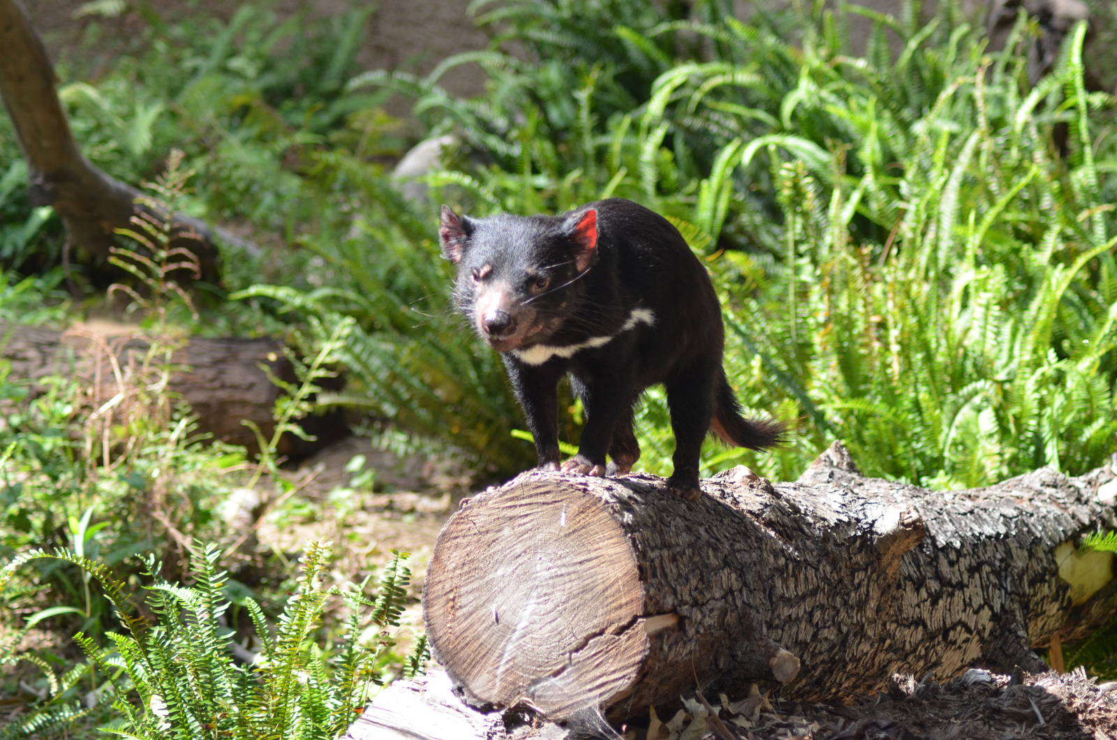 Tasmanian Devil