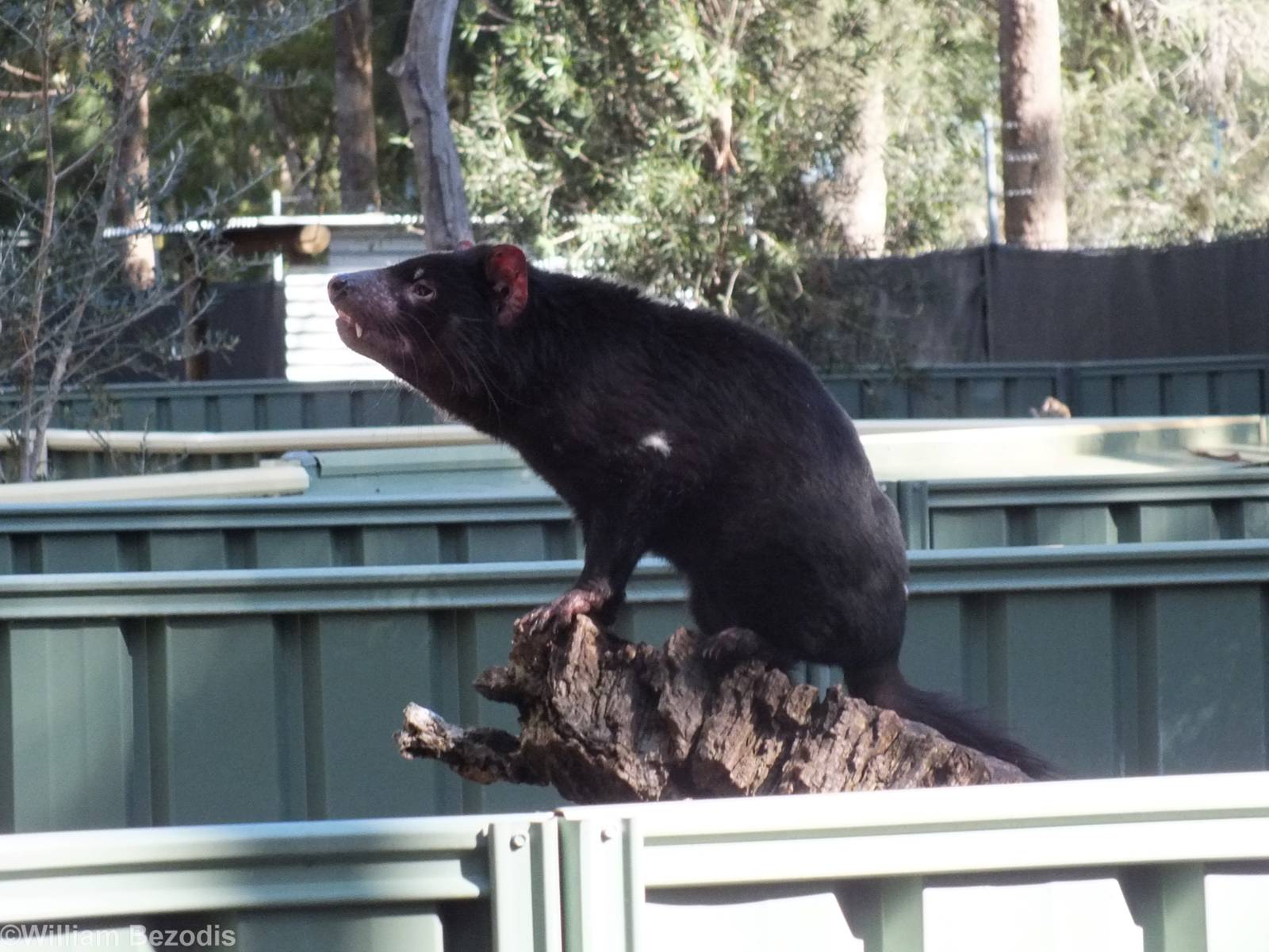Tasmanian Devil