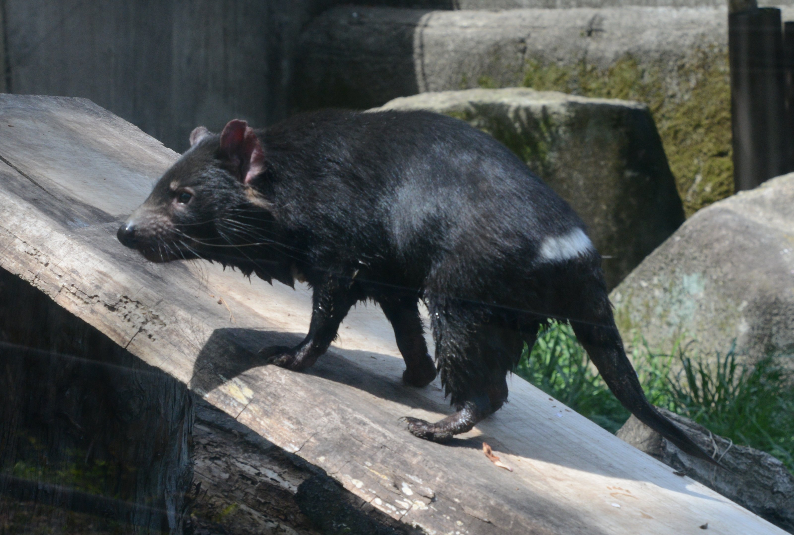 Tasmanian devil
