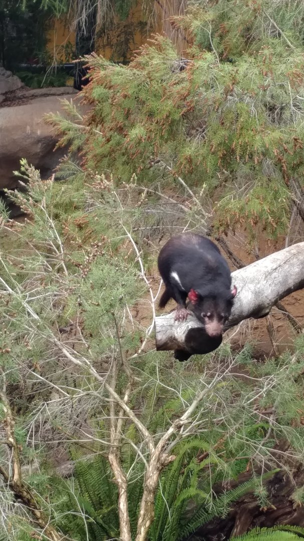 Tasmanian Devil