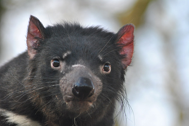 Tasmanian devil