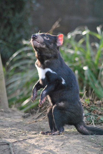 Tasmanian Devil