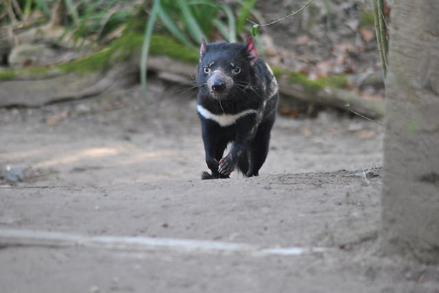 Tasmanian devil