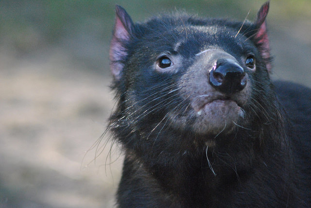 Tasmanian devil