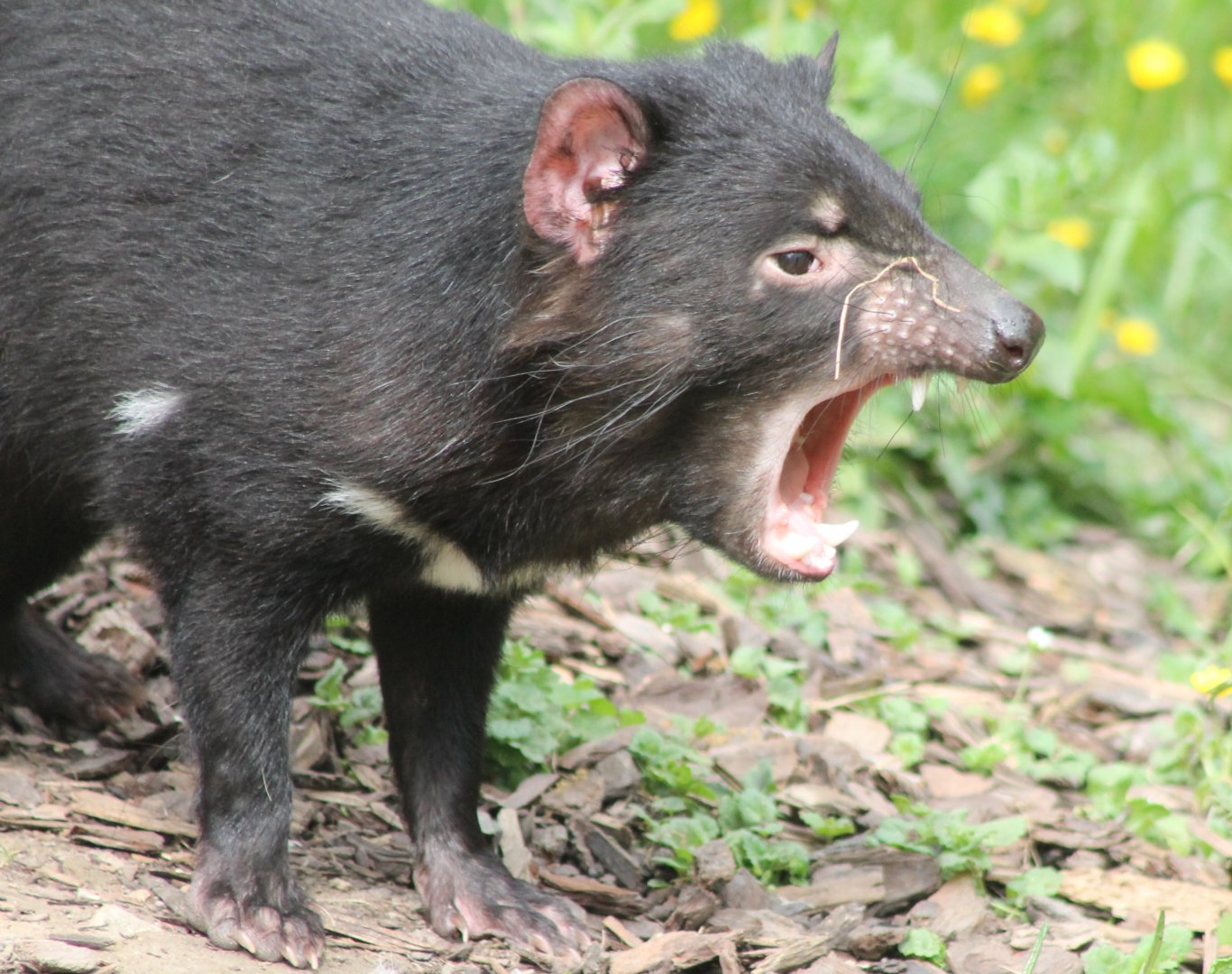 Tasmanian devil