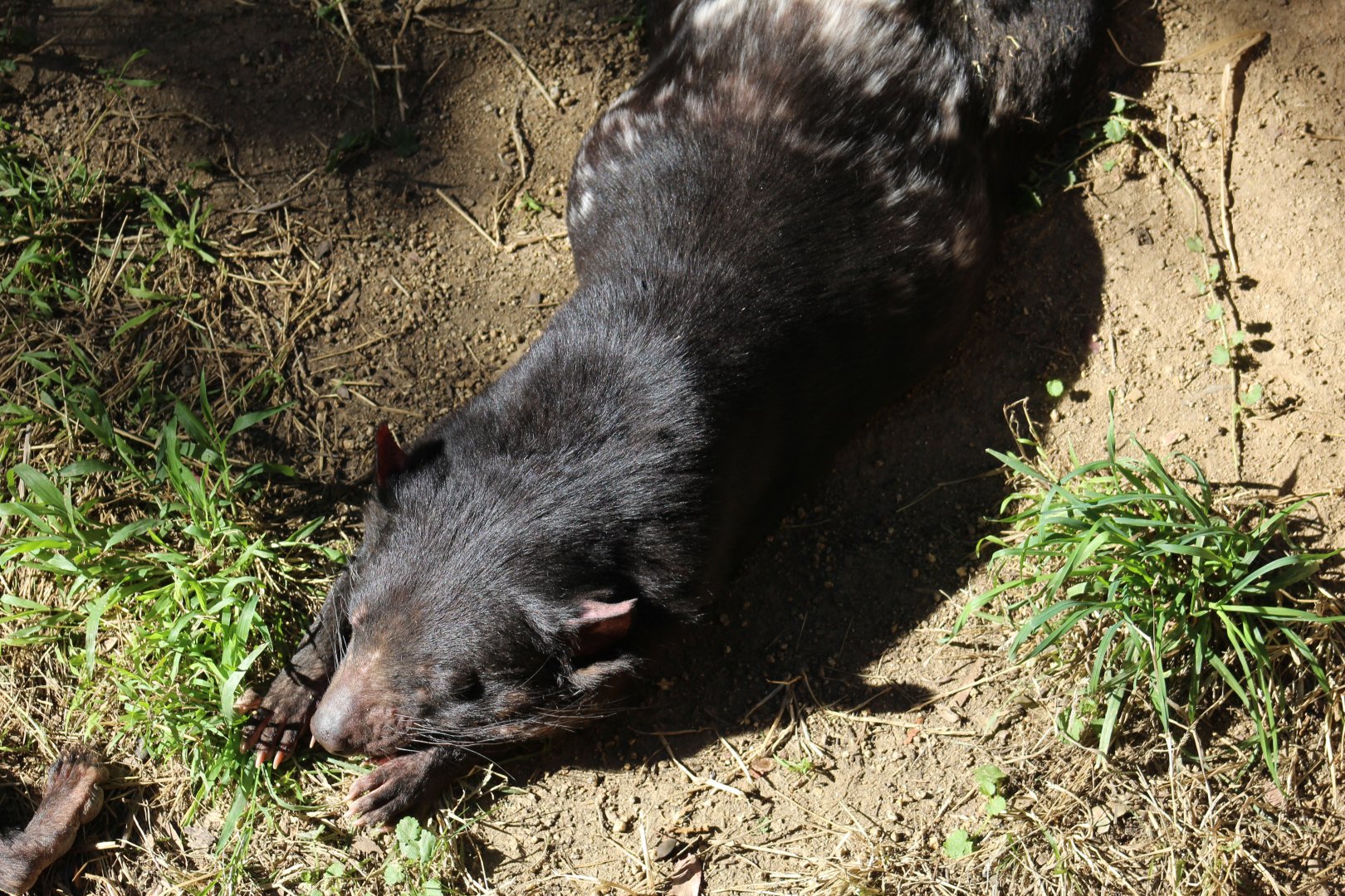 Tasmanian Devil