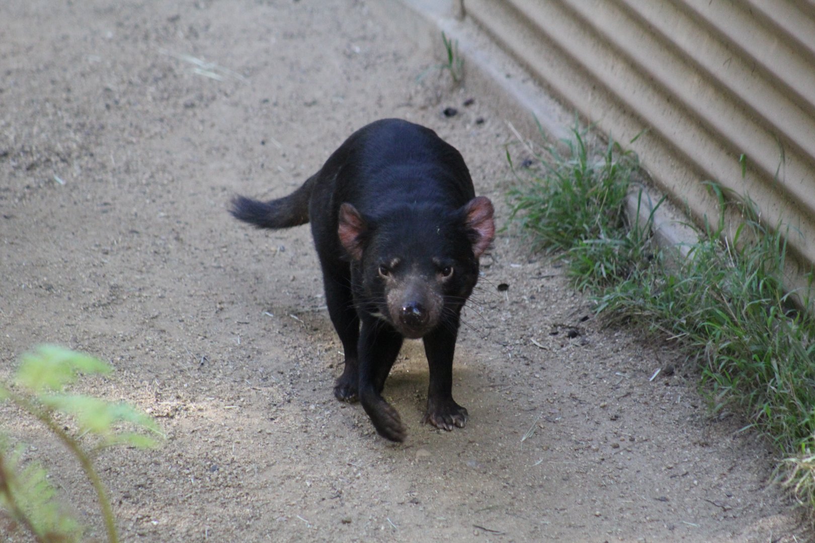 Tasmanian Devil