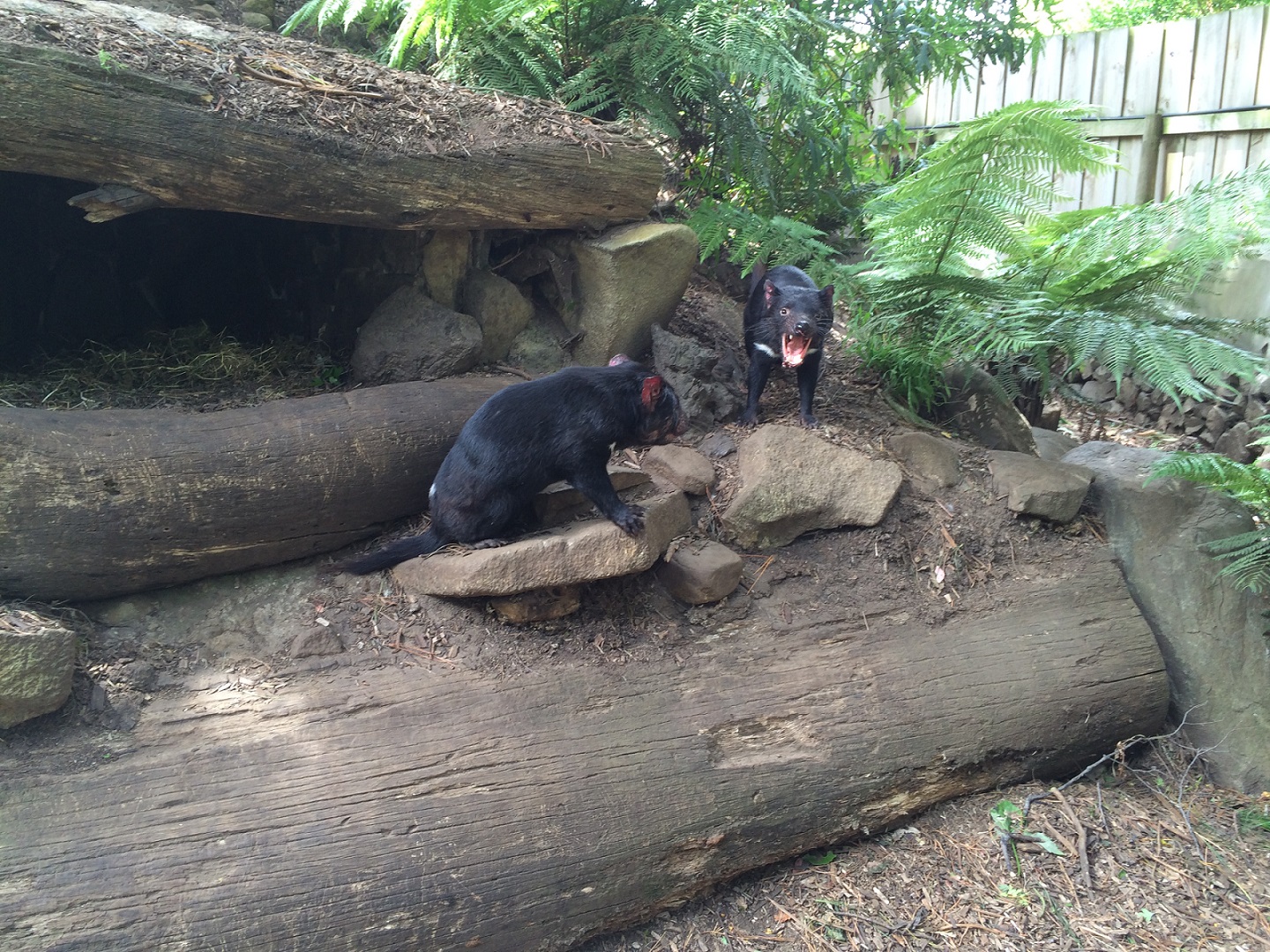 Tasmanian Devil