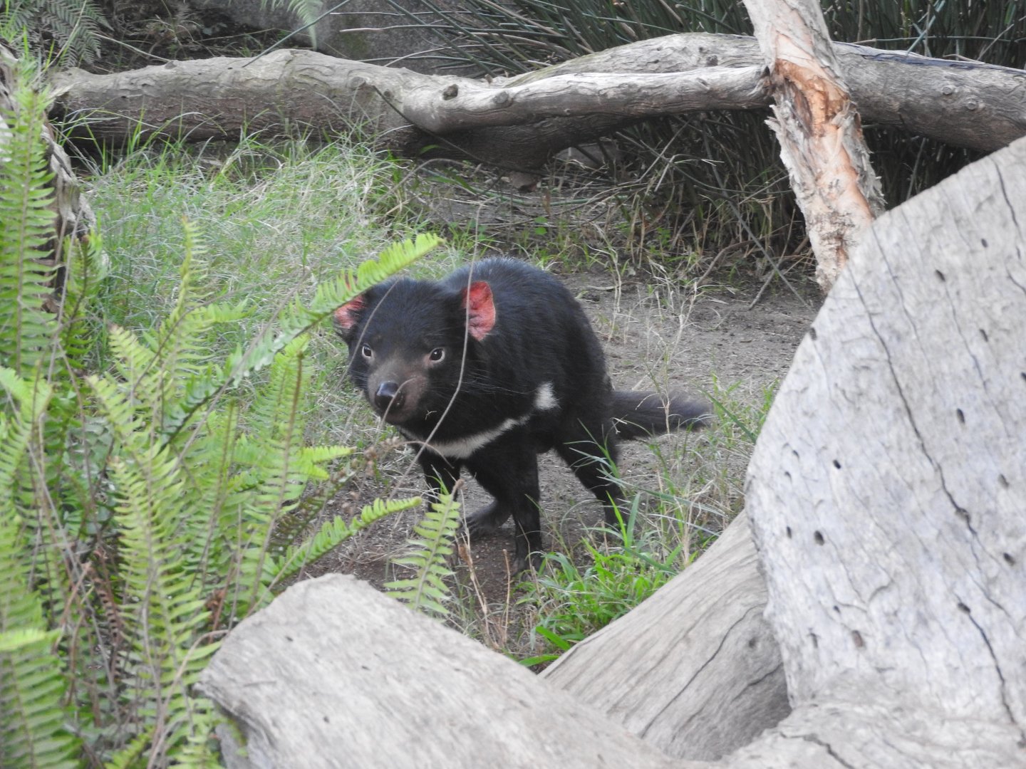 Tasmanian Devil