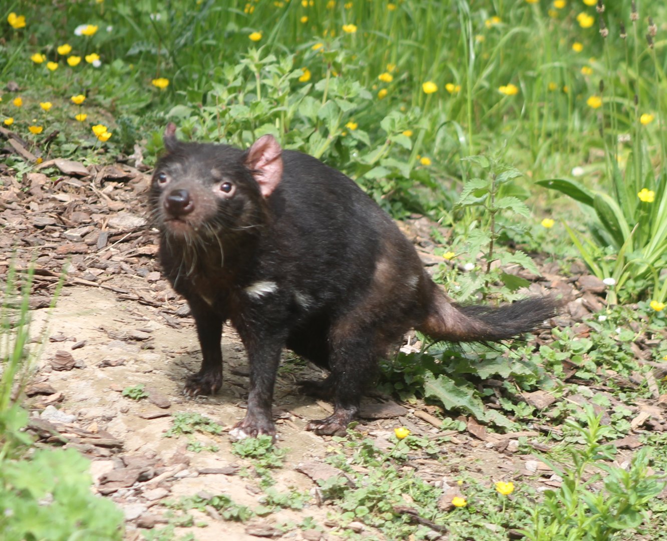 Tasmanian devil