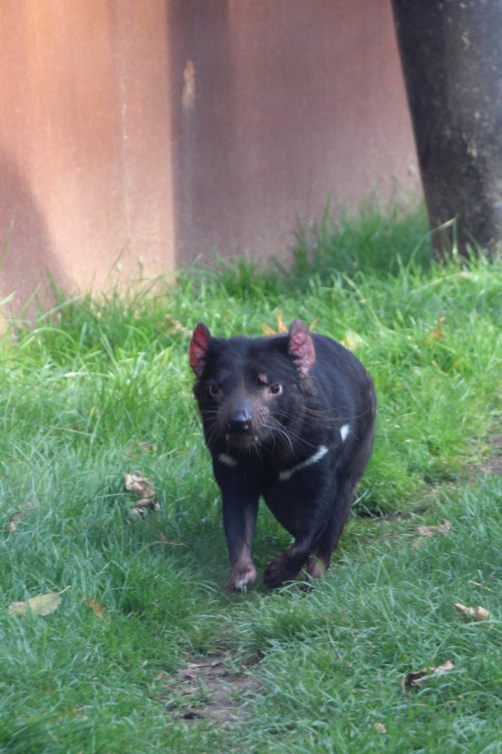 Tasmanian Devil