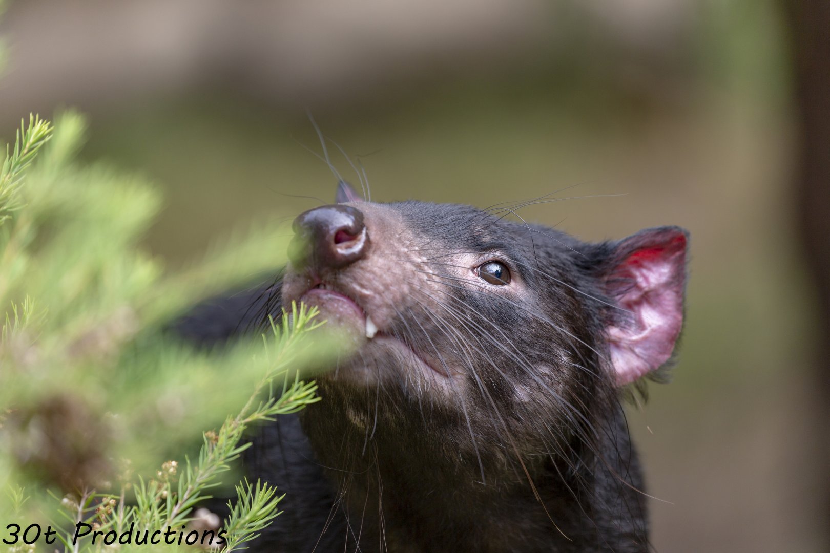Tasmanian Devil