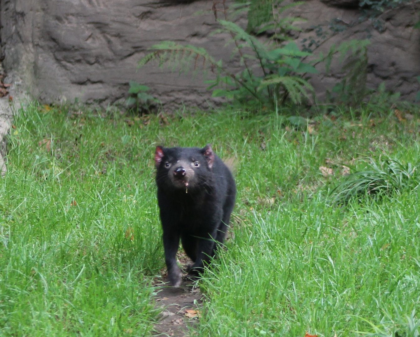 Tasmanian devil